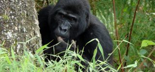 7 days Rwanda and Tanzania safari