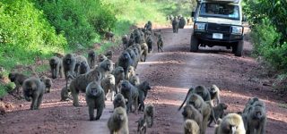 How to get to Lake Manyara national park