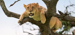 Tree climbing lions in Lake Manyara National Park