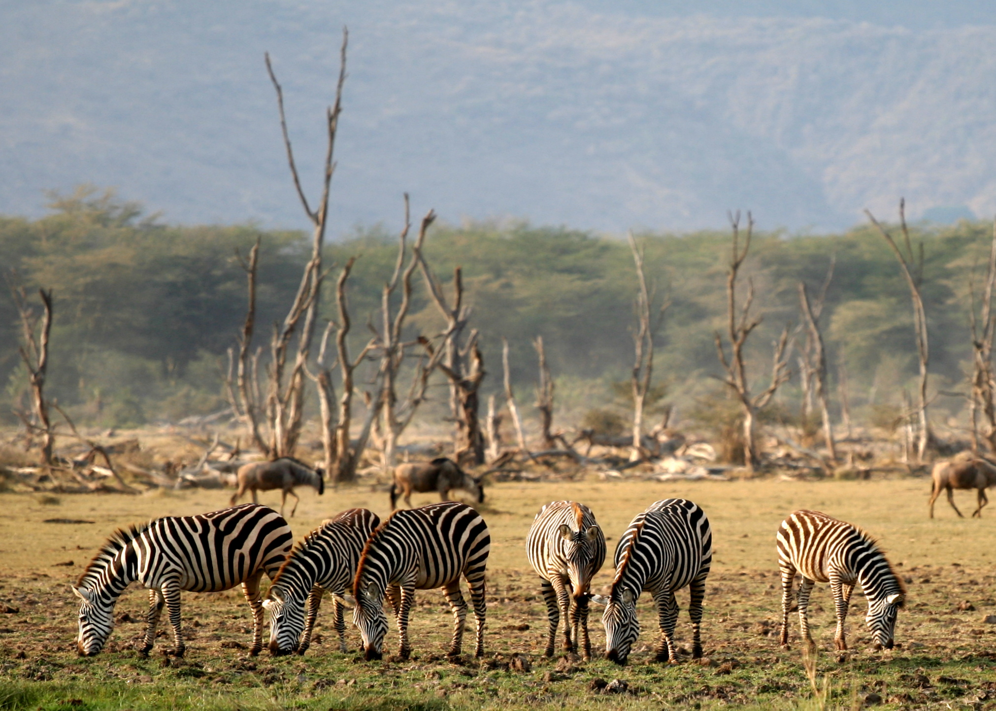 Wildlife in Lake Manyara National Park