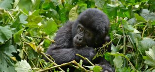 3 Days Bwindi Gorilla Habituation Safari