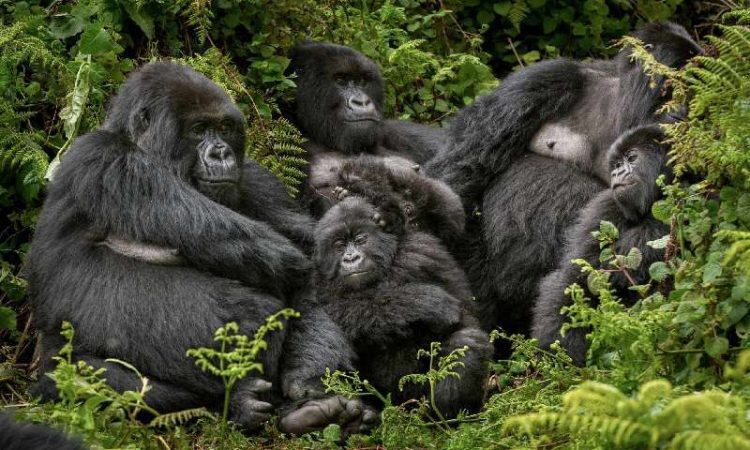 4 days Bwindi Gorilla Trekking and Queen Elizabeth Wildlife Safari