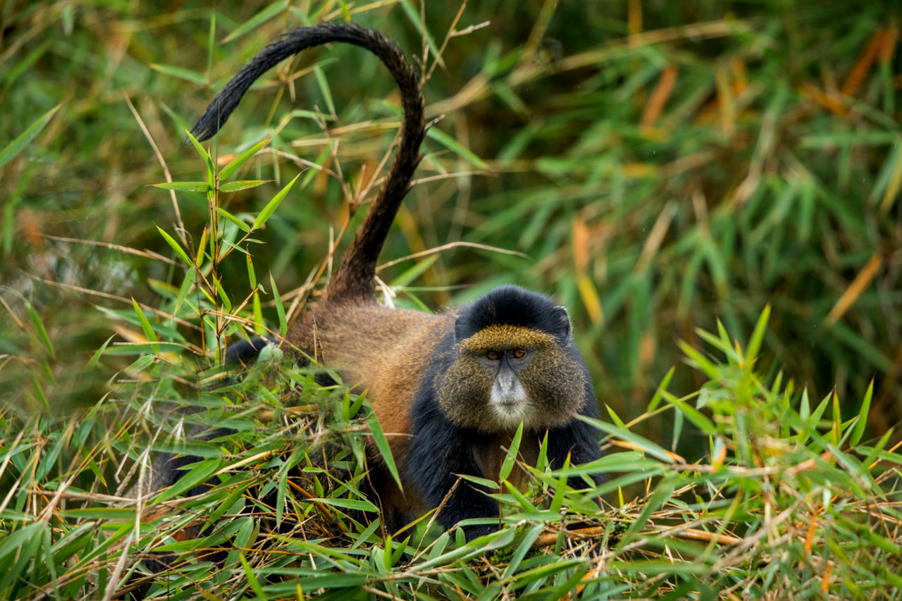 5 Days Uganda Rwanda Primates safari