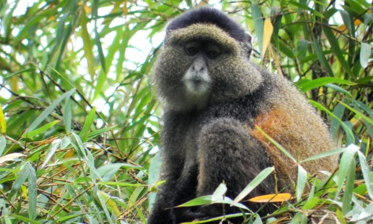 4 Days Uganda Gorillas and Golden monkey Safari