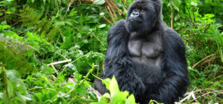 3 Days Bwindi Gorilla trekking safari