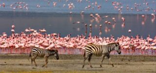 5 Days Lake Manyara Wildlife safari