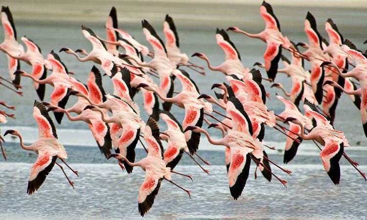 Flamingos in Lake Manyara National Park