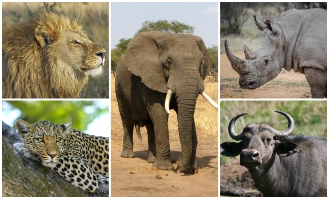Wildlife safaris in Tanzania