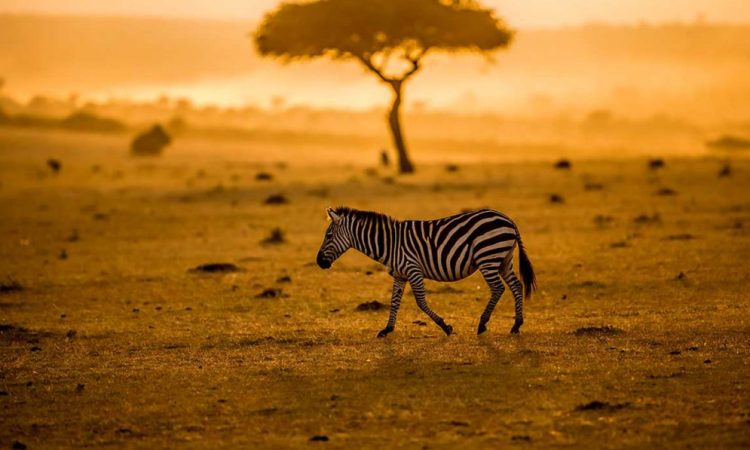 tanzania safari weather