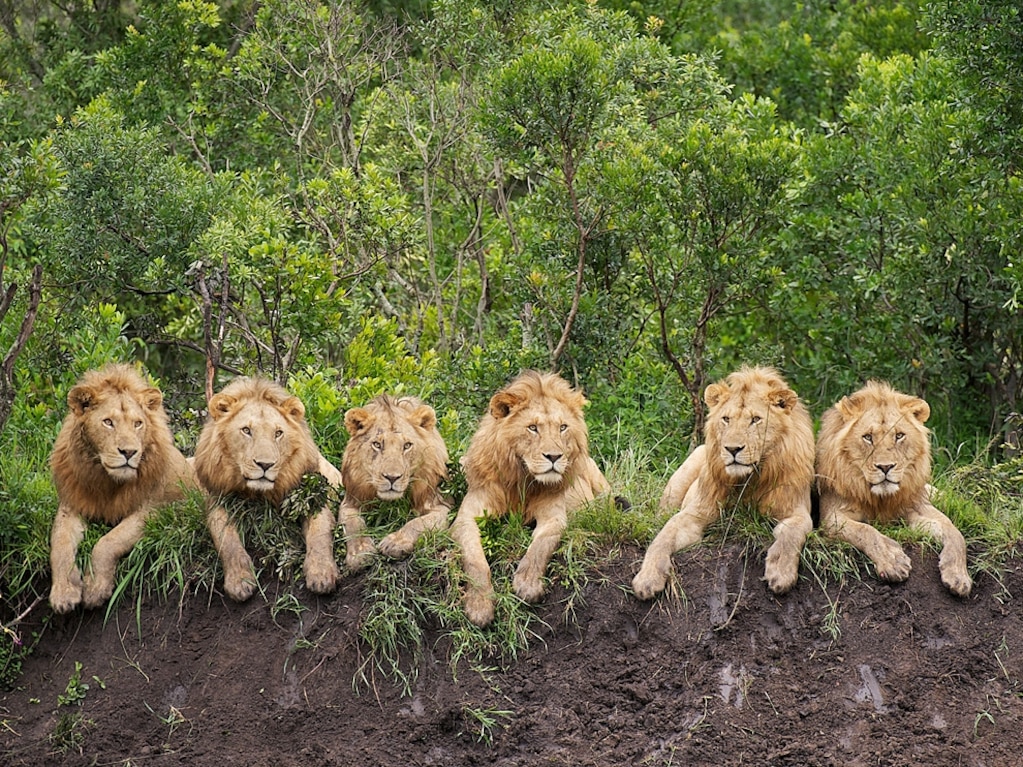 Big five safari Tanzania