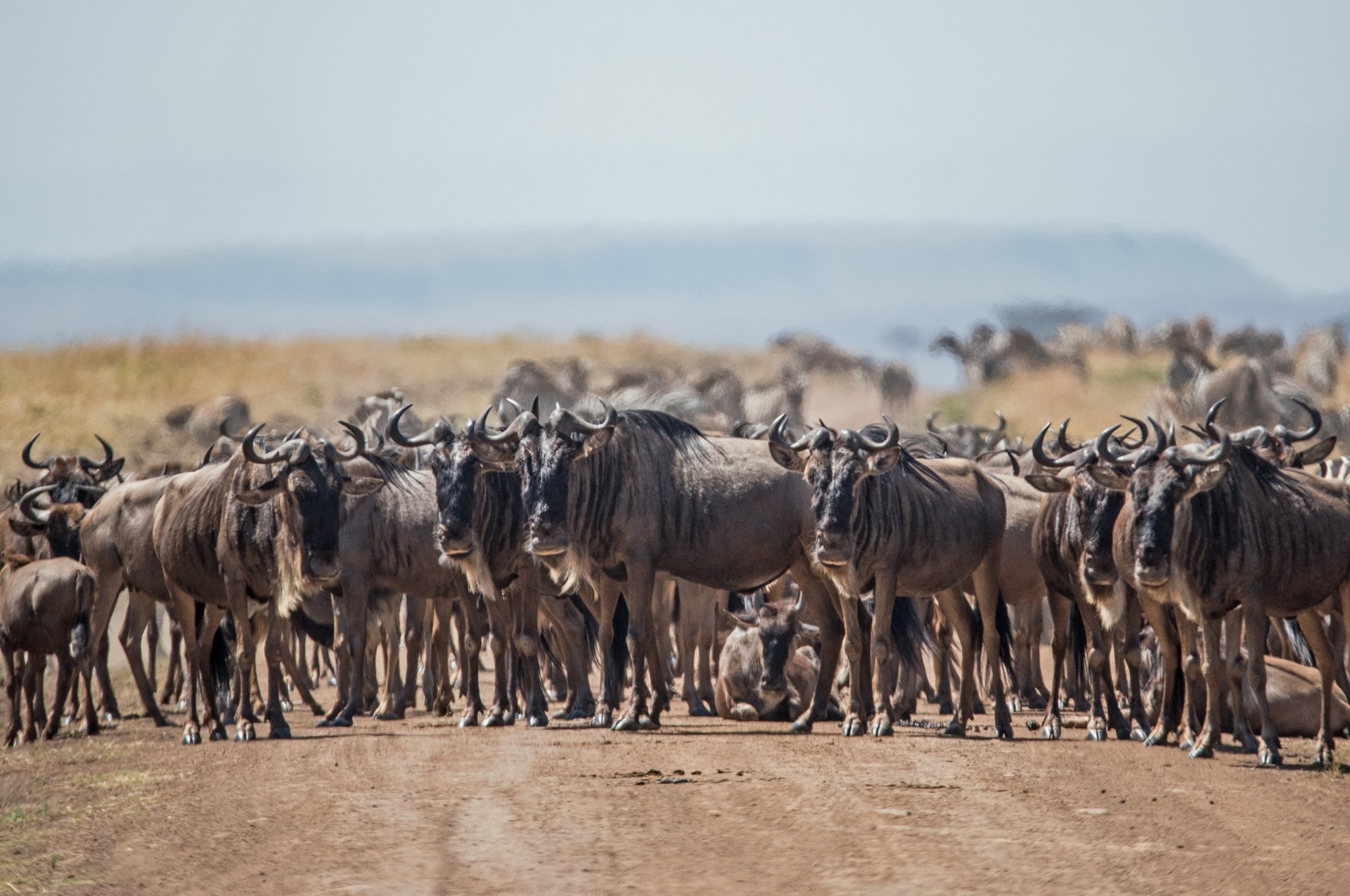 Tanzania safari great wildebeest migration