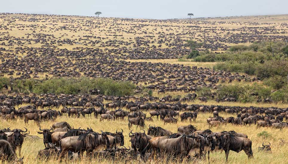 7 days Arusha, Serengeti and Zanzibar safari