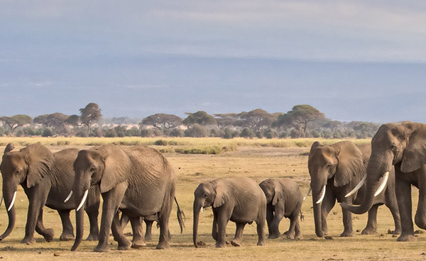 6 Days Tanzania Family safari