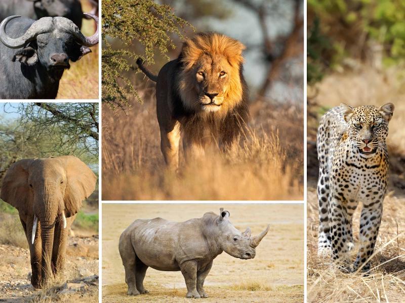 Serengeti Big 5 | Serengeti National Park | Tanzania Safaris Tours