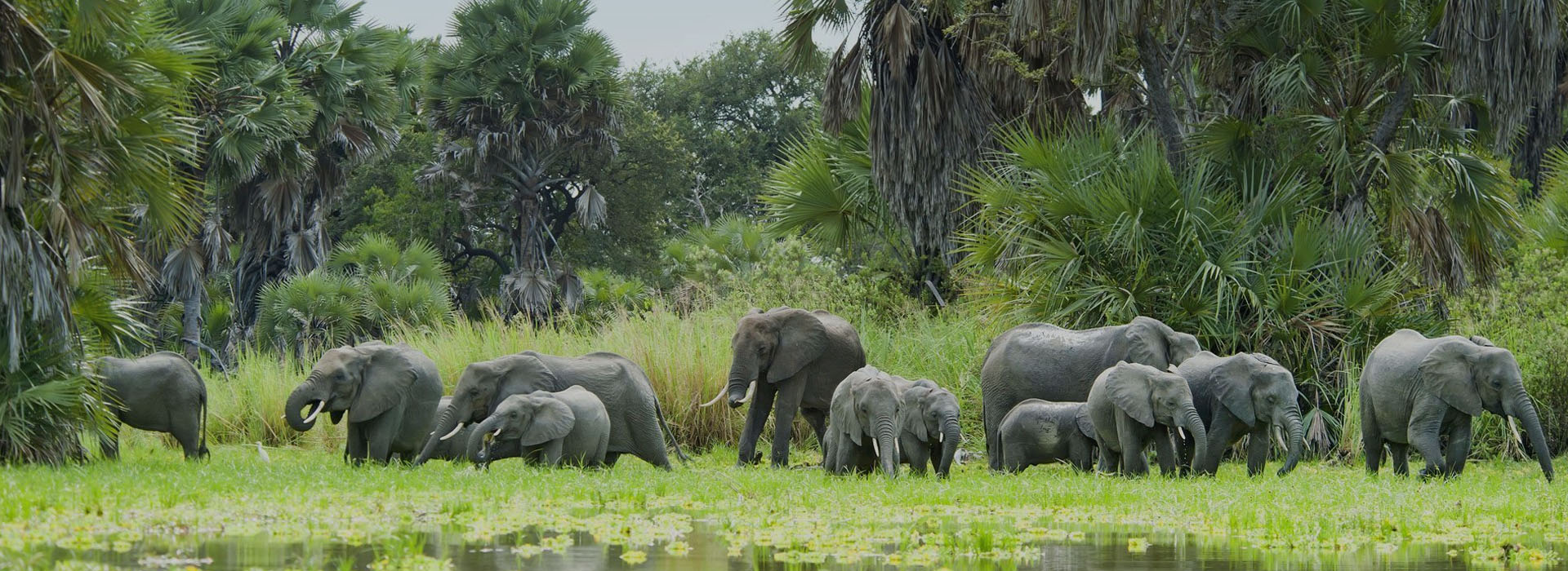 Experience The Unmatched Splendor Of Safari In Tanzania In 2023