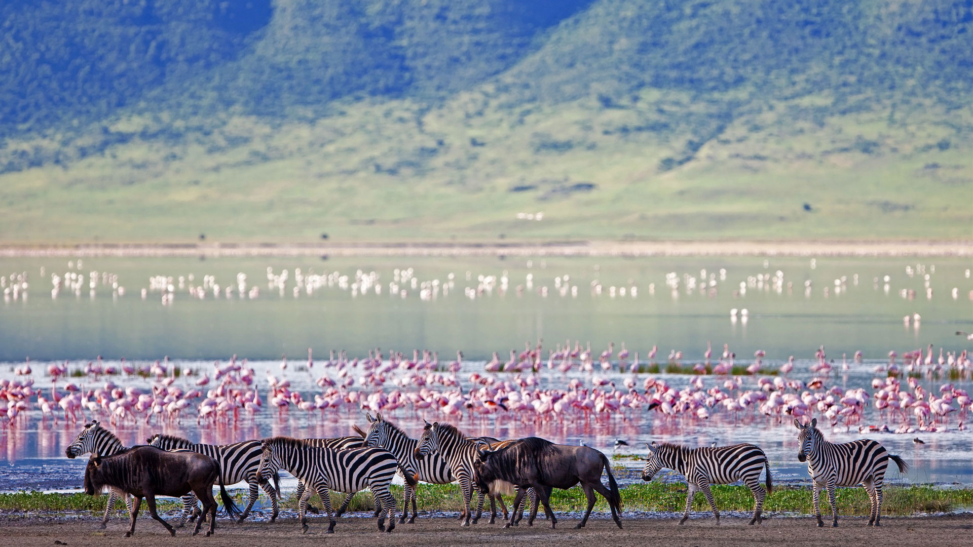 Animals in Ngorongoro Crater