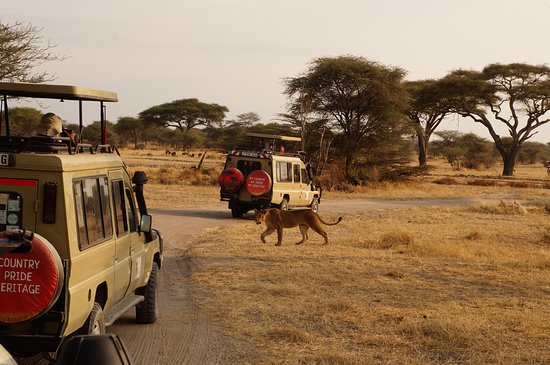 Serengeti National Park Rules