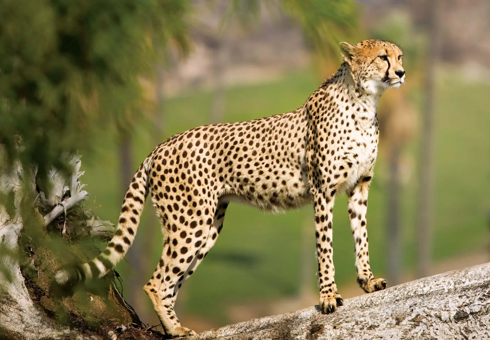 Cheetah Vs. Leopard