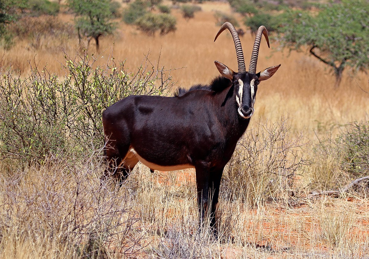 The Top 10 Largest Antelope Species in Africa